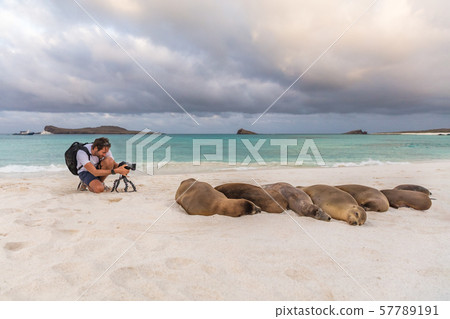 Photographer tourist Galapagos Sea Lion in sand on beach on Galapagos Islands Photographer tourist Galapagos Sea Lion in sand on beach on Galapagos Islands 57789191
