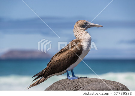 Galapagos Blue footed Booby - Iconic famous galapagos wildlife 57789588