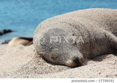 Galapagos Sea Lion in sand lying on beach Galapagos Sea Lion in sand lying on beach 57789591