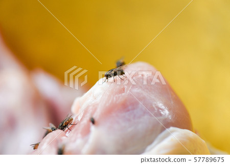 fly on food - house flies on the chicken meat fly on food - house flies on the chicken meat 57789675