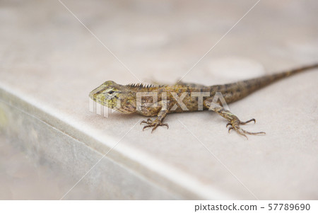 Garden lizard on floor - common brown lizard asia Garden lizard on floor - common brown lizard asia 57789690