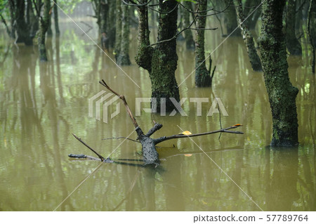 Mangrove forest 57789764