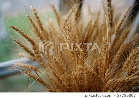 Dried wheat flower Dried wheat flower 57789808