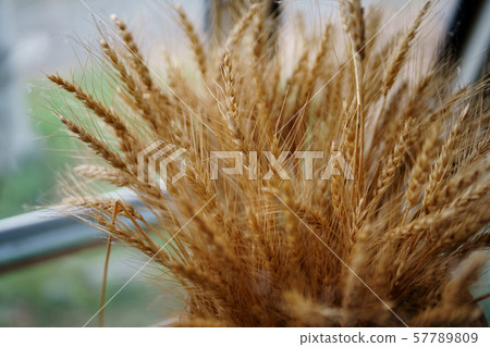 Dried wheat flower Dried wheat flower 57789809