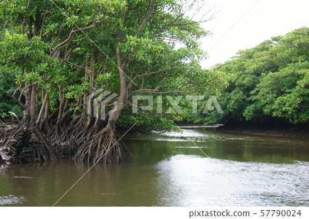 803紅樹林 57790024