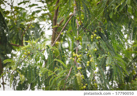 Indian Gooseberries or Amla fruit on tree with 57790050