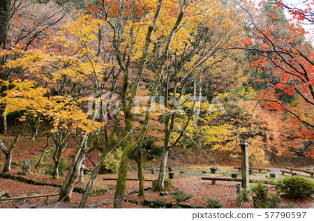 Autumn leaves of Chicken Foot Temple Autumn leaves of Chicken Foot Temple 57790597