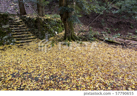 雞腳寺廟秋葉 雞腳寺廟秋葉 57790655