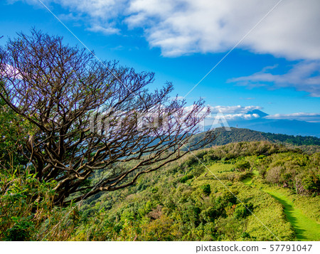 [Shizuoka Prefecture Izu Peninsula] Summer highland scenery [Izusan ridge line sidewalk, around Daruma mountain] 57791047