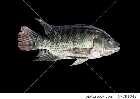 Tilapia fish isolate on black background Tilapia fish isolate on black background 57791048
