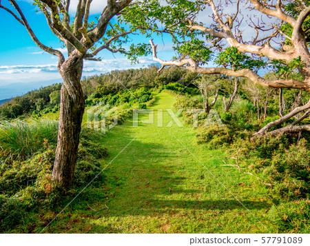 [靜岡縣伊豆半島]夏季高地風光[達磨山周圍的伊豆山山脊線人行道] 57791089