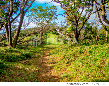 [Shizuoka Prefecture Izu Peninsula] Summer highland scenery [Izusan ridge line sidewalk, around Daruma mountain] 57791102