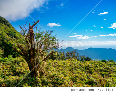 [靜岡縣伊豆半島]夏季高地風光[達磨山周圍的伊豆山山脊線人行道] 57791103