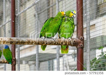 Parakeet 57791356