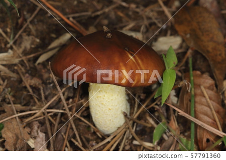 I found it at the base of the natural bamboo, Chichiawatake, Akamatsu. It looks like a mushroom 57791360