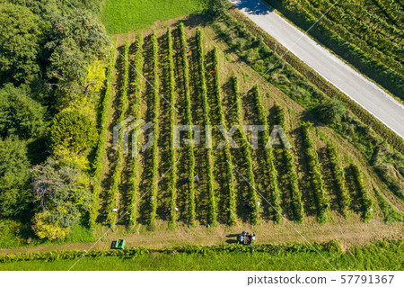 Harvesting grapevine in vineyard, aerial view of winery estate in Europe 57791367