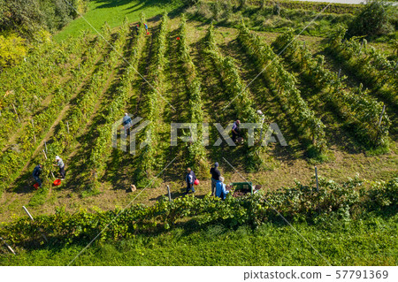 Harvesting grapevine in vineyard, aerial view of winery estate in Europe 57791369