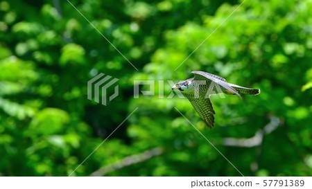 Flying scene of falcon flying against fresh green background Flying scene of falcon flying against fresh green background 57791389