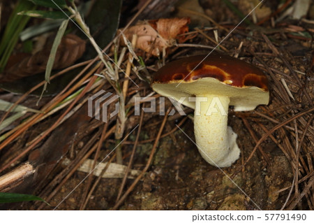 天然草莓chichiawatake，傘的內部是黃色的，並且有管孔而不是繭，並且圖案有黃色的顆粒 57791490