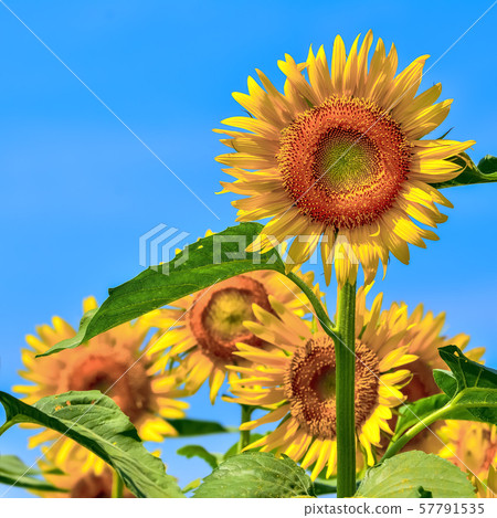 Sunflower flower 57791535