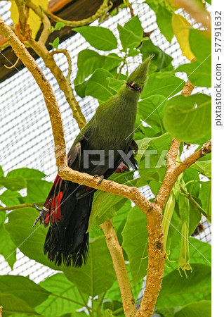 幾內亞Eboshidori 幾內亞Eboshidori 57791632