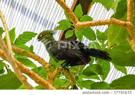 Guinea Eboshidori Guinea Eboshidori 57791635