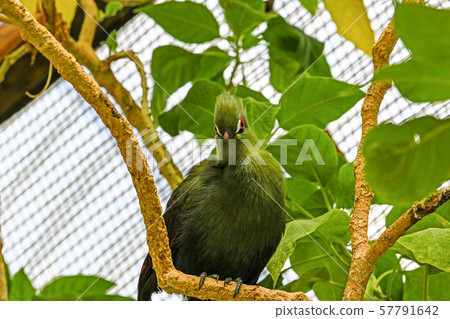 Guinea Eboshidori 57791642