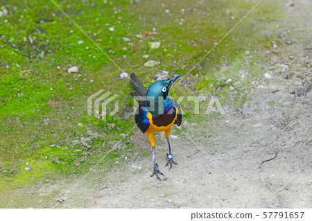 Kimmuneo Naga Terrimuku 57791657