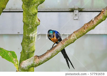 Kimmuneo Naga Terrimuku 57791659