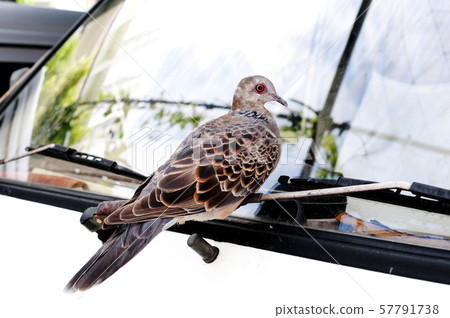 A pheasant resting its wings 57791738