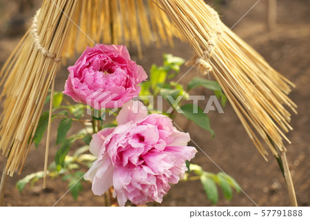 Peony winter preparation 57791888