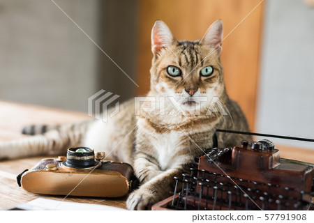 cat stay on table 57791908