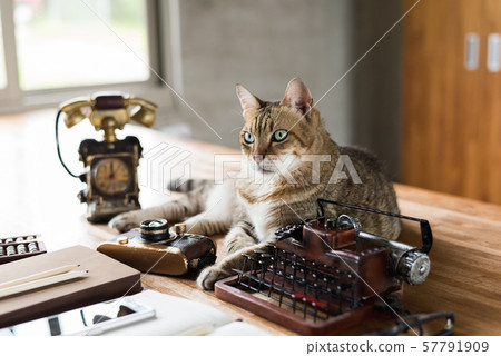 cat stay on table 57791909