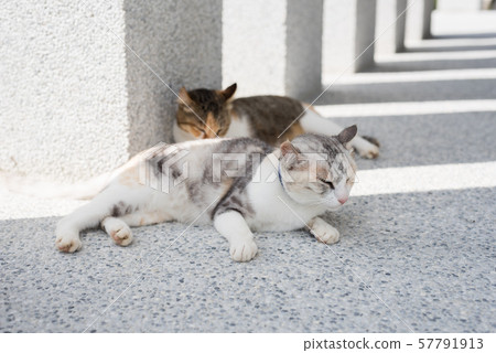 cat sleeping with her daughter cat sleeping with her daughter 57791913