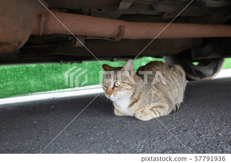 stray tabby cat hide under a car stray tabby cat hide under a car 57791936