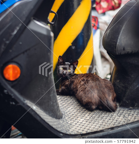 black stray cat stand on a motorcycle 57791942