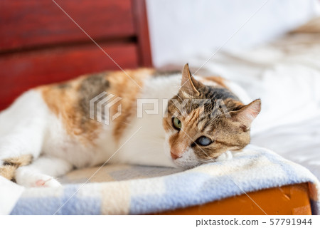 tortoiseshell cat lying on the bed 57791944