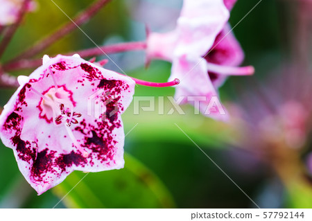 山月桂 山月桂 57792144