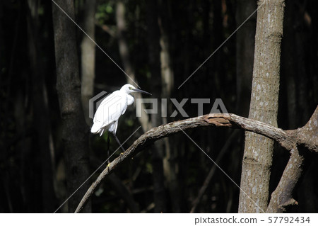 white egret in the mangrove forest 57792434