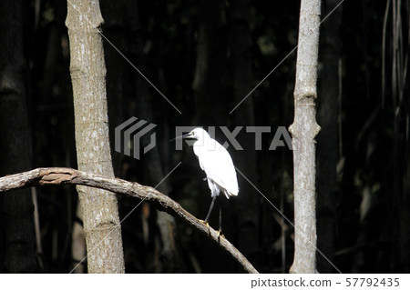 white egret in the mangrove forest 57792435