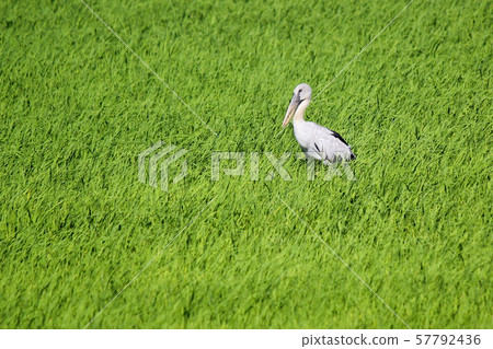 openbill stork in paddy field 57792436
