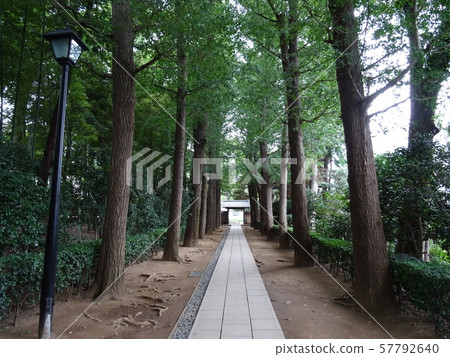 Ota Black Park Ginko Namiki and Granite Cobblestone 57792640