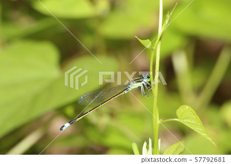 Ao montitonbo 57792681