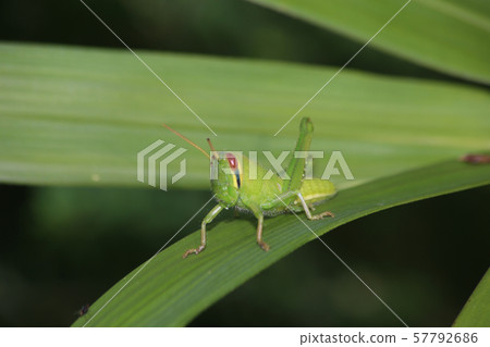 Tsutsunago幼蟲 57792686