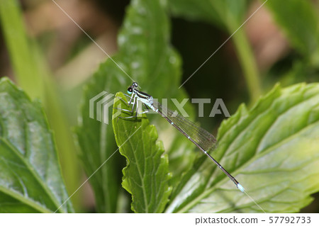 Monosha Tombo 57792733