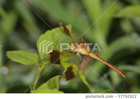 Miyama Macane 57792922