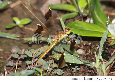 Miyama Macane 57793075