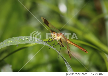 Miyama Macane Miyama Macane 57793076