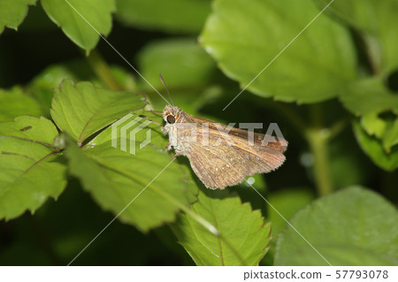 Chabane Seseli Chabane Seseli 57793078