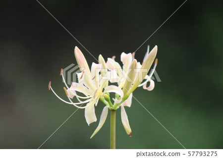 Nobata around our house in Toyota City, Aichi Prefecture 57793275